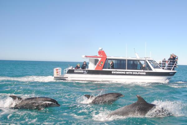 The entrance to Akaroa Harbour welcomed a large pod of Bottlenose dolphins for the first time in recent memory today.  